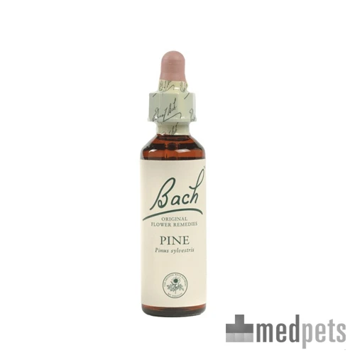 Bach Holly 3 Bach Holly