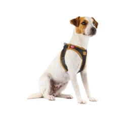 Curli Vegan Apple Leather Harness -Renskes Shop curli harnas vegan appelleer 216631 0500 none