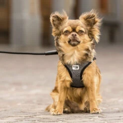 Curli Vest Harness Merino -Renskes Shop curli vest harness merino black 175270 2000 none