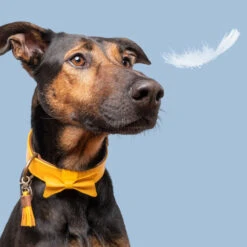 DWAM Collar Bibi -Renskes Shop dwam bibi halsband 186283 1000 none