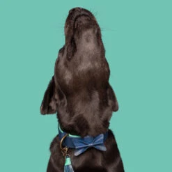 DWAM Collar Buster -Renskes Shop dwam buster halsband 186301 1000 none