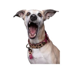 DWAM Collar Lou Lou -Renskes Shop dwam halsband lou lou 182182 1000 none