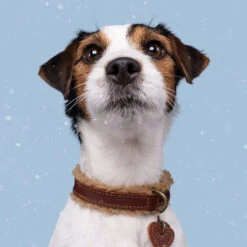 DWAM Collar Teddy -Renskes Shop dwam halsband teddy 189220 1000 none