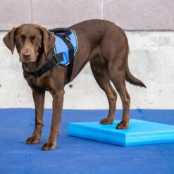 FitPAWS Balance Pad 9 FitPAWS Balance Pad -Renskes Shop fitpaws balance pad 176128 0500 none