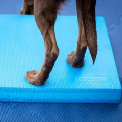 FitPAWS Balance Pad 10 FitPAWS Balance Pad -Renskes Shop fitpaws balance pad 176131 0500 none