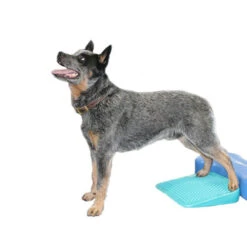 FitPAWS Balance Ramp -Renskes Shop fitpaws balance ramp 176143 0500 none
