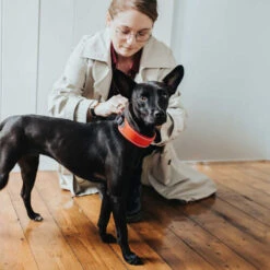 Hunter Collar Divo -Renskes Shop hunter halsband divo 208013 0500 none