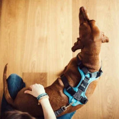 Hunter Harness Divo Red & Grey 16 Hunter Harness Divo Red & Grey -Renskes Shop hunter harnas divo roodgrijs 166843 1000 none