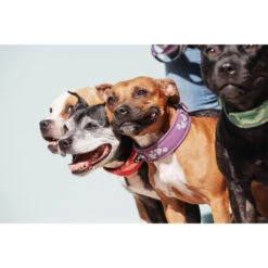 Hurtta Weekend Warrior Collar -Renskes Shop hurtta weekend warrior collar 189084 0500 none