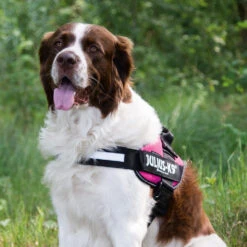 Julius K9 IDC Power Harness -Renskes Shop julius k9 idc powertuig 192695 1000 none