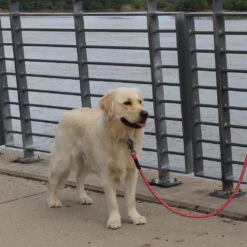 KONG Rope Leash - Black -Renskes Shop kong rope leash 194549 1000 none