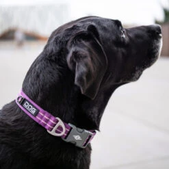 DOG Copenhagen Urban Style™ Collar -Renskes Shop prod 15937 220286 1000 none