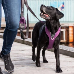 DOG Copenhagen Comfort Walk Pro™ Harness -Renskes Shop prod 15938 220297 1000 none