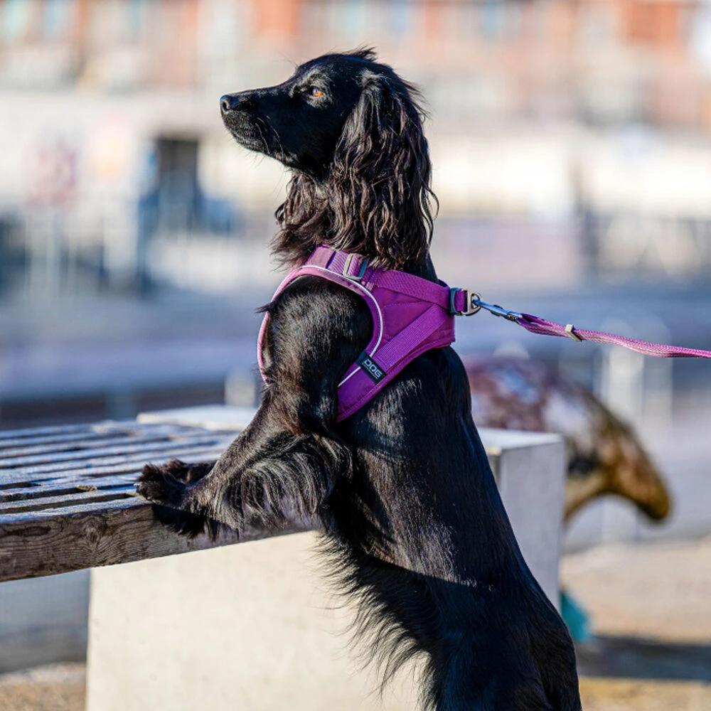 DOG Copenhagen Comfort Walk Go™ Harness 7 DOG Copenhagen Comfort Walk Go™ Harness - Image 5