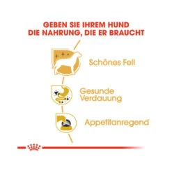 Biofood Royal Canin Chihuahua Adult Wet - Dog Food -Renskes Shop royal canin chihuahua adult hundefutter frischebeutel 1