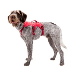 Ruffwear Webmaster Harness -Renskes Shop ruffwear webmaster harness 88447 1000 none