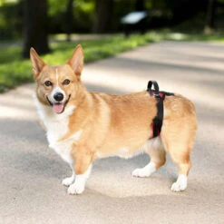 PetSafe Carelift - Lift Harness 23 PetSafe Carelift - Lift Harness -Renskes Shop solvit carelift draagsysteem voor de hond 163711 0500 none