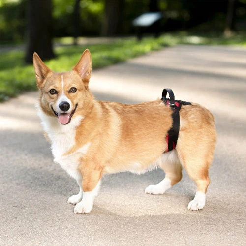 PetSafe Carelift - Lift Harness 13 PetSafe Carelift - Lift Harness - Image 11