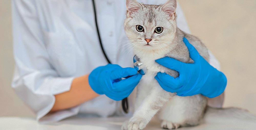 Renskes Shop -Renskes Shop cat medical supplies recommended Cat supplies