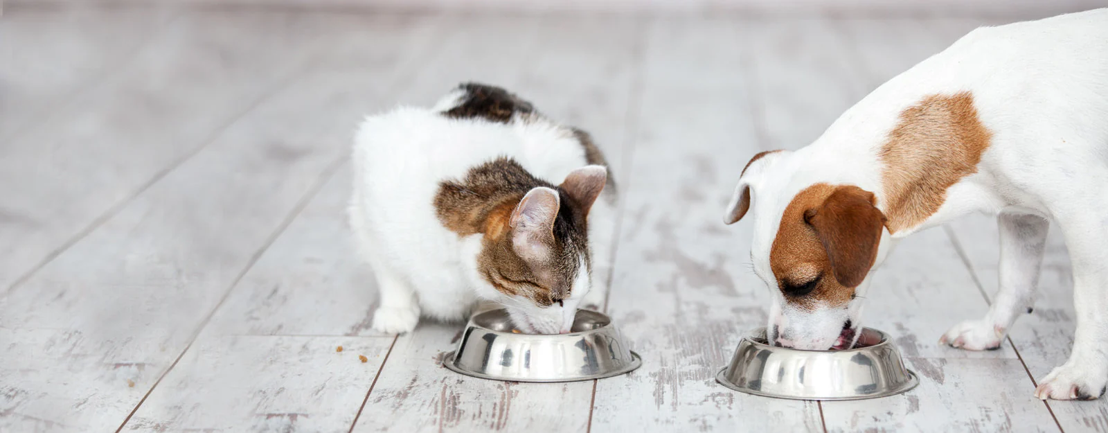 Renskes Shop -Renskes Shop main banner2 c248f06b c2ca 46fd 8f4a